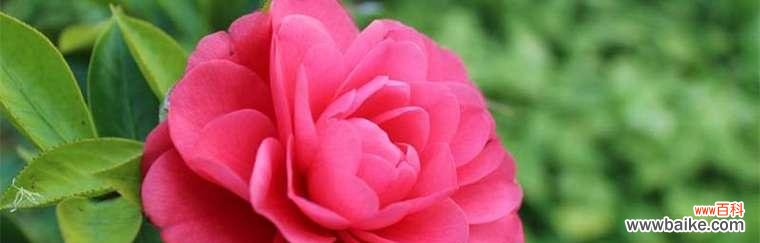 探寻山茶花背后的情感世界 泰戈尔山茶花的寓意与意义