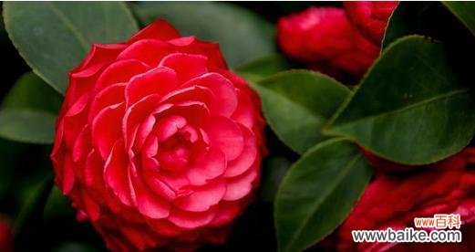 探寻山茶花背后的情感世界 泰戈尔山茶花的寓意与意义