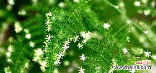 永恒的心 文竹花语