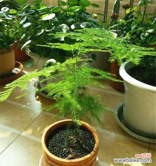 永恒的心 文竹花语