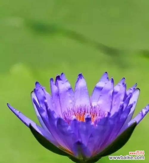 古老文明中的灵感之源 埃及蓝睡莲