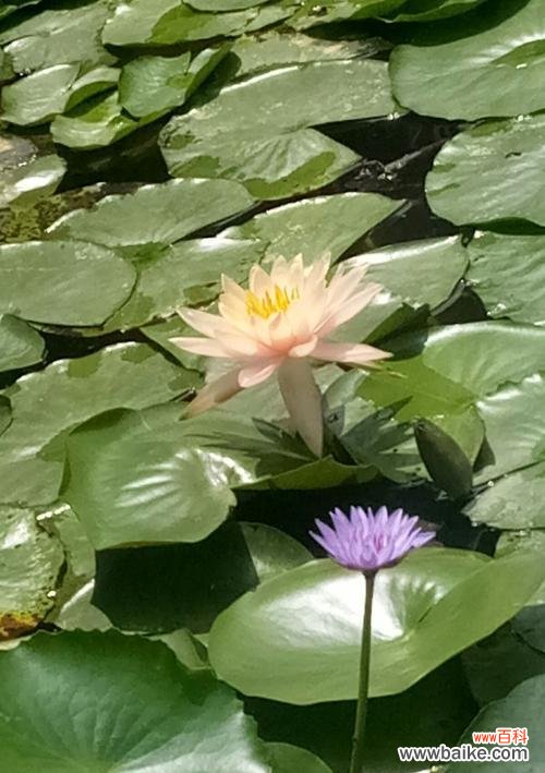 古老文明中的灵感之源 埃及蓝睡莲