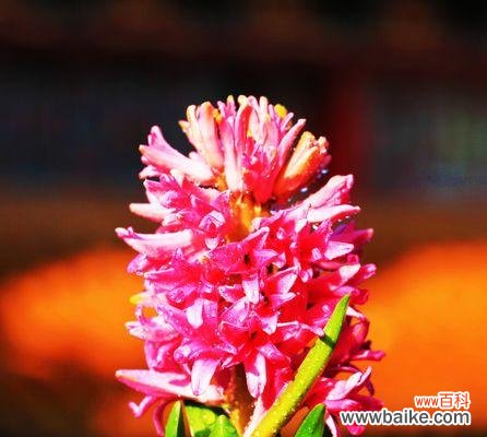 探究桃红色风信子的花语及文化内涵 「寓意美好的花语——桃红色风信子」