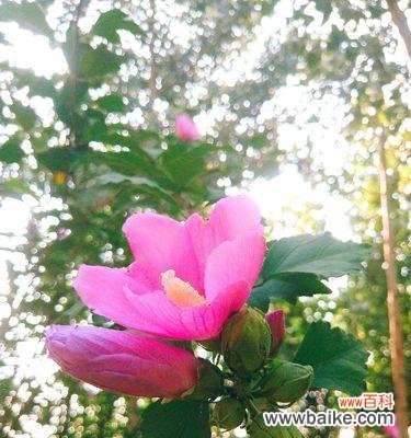 解密木槿花的神秘传说,探究花语的含义