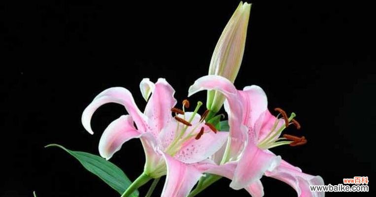 纯洁、神圣与希望 解读白色百合的花语