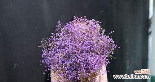 祈愿美好未来，走向美好人生 花开盛世，紫色满天星花语解析