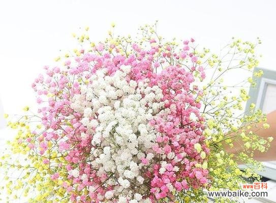 向夜空中绽放的神秘之花 满天星的花语寓意及传说