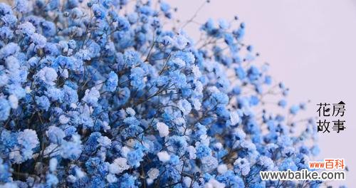 向夜空中绽放的神秘之花 满天星的花语寓意及传说