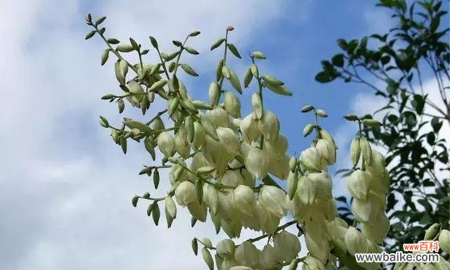 凤尾兰，神秘又吉祥的生命之花，花语解析 风姿绰约的凤尾兰，花语与寓意
