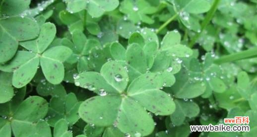 解读三叶草的神秘符号 三叶草花语的含义