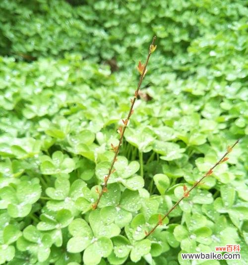 解读三叶草的神秘符号 三叶草花语的含义