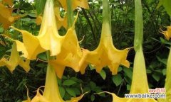 了解曼陀罗华的起源、作用与研究现状 曼陀罗华——解密古印度神秘植物