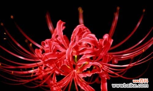 了解曼陀罗华的起源、作用与研究现状 曼陀罗华——解密古印度神秘植物