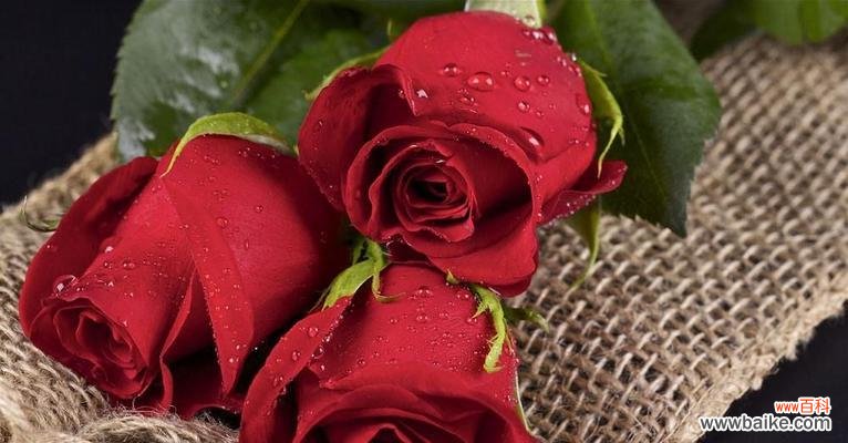 探究十一朵玫瑰蕴含的深刻意义 解读“十一朵玫瑰”的花语