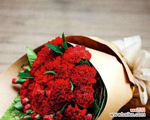 探索康乃馨的传说和象征意义 康乃馨的花语与意义