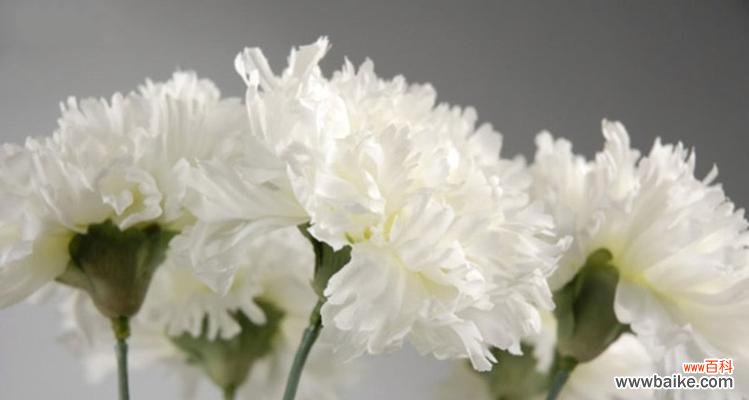 探索康乃馨的传说和象征意义 康乃馨的花语与意义