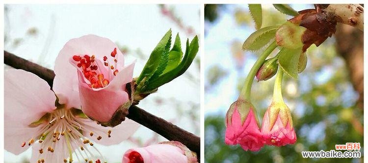 桃花的花语与寓意以及它们在生活中的体现 桃花花语与寓意