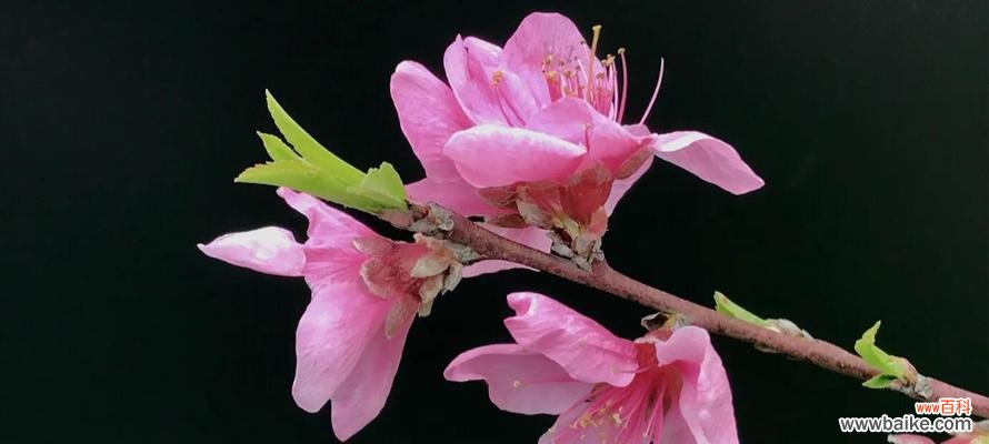 桃花花语传递的浪漫与美好 桃花的花语与寓意