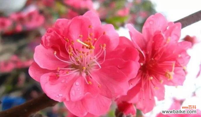 桃花花语传递的浪漫与美好 桃花的花语与寓意