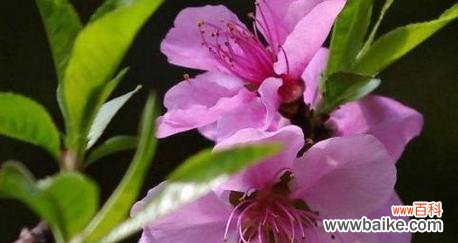 探寻桃花背后的深刻寓意 桃花的象征意义及文化内涵