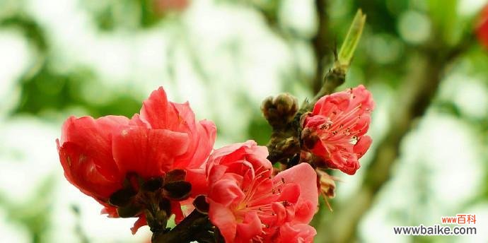 探寻桃花背后的深刻寓意 桃花的象征意义及文化内涵