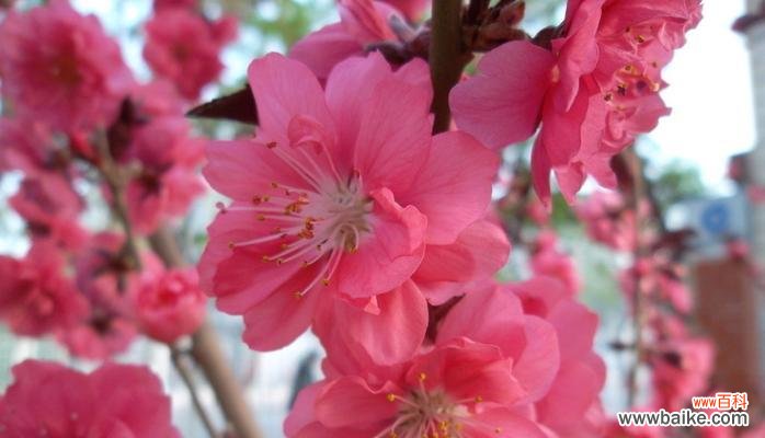 探寻桃花背后的深刻寓意 桃花的象征意义及文化内涵