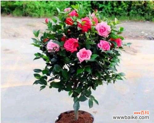 四季茶花的四个季节 四季茶花的花语与代表意义