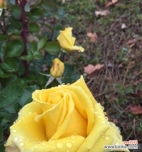 四朵玫瑰花的不同颜色和数量所代表的深层含义 四朵玫瑰花的花语解读——爱情、友谊、忠诚与美丽