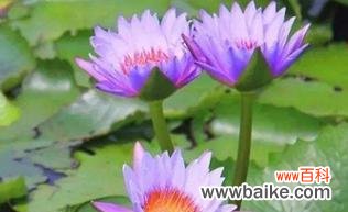 探寻睡莲的开花时刻及其背后的花语与寓意 睡莲的花语与寓意