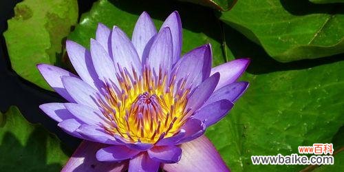 探寻睡莲的开花时刻及其背后的花语与寓意 睡莲的花语与寓意