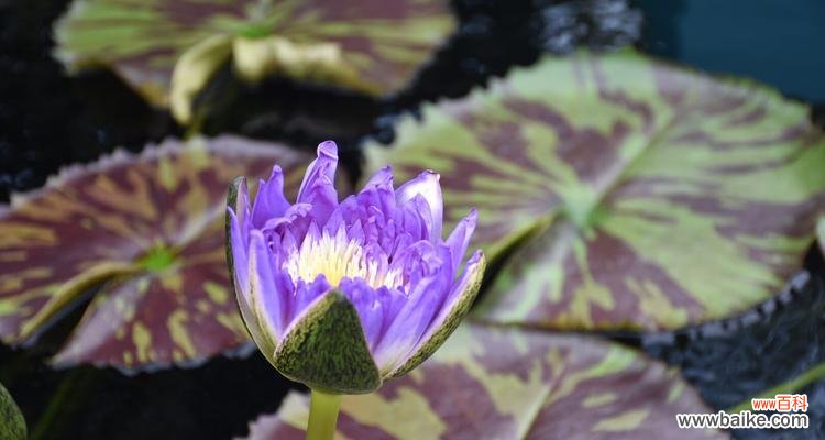 探寻睡莲的开花时刻及其背后的花语与寓意 睡莲的花语与寓意