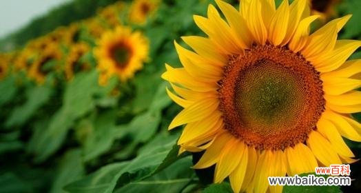 探索太阳花的深层意义 以太阳花的寓意和象征