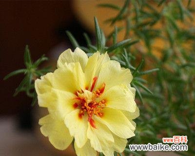 探索太阳花的深层意义 以太阳花的寓意和象征