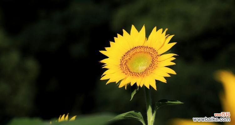 探索太阳花的深层意义 以太阳花的寓意和象征