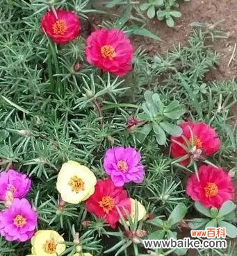 探寻以太阳花的文化、政治和艺术意义 以太阳花的象征意义及价值探析