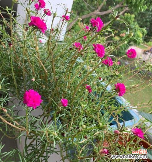 探寻以太阳花的文化、政治和艺术意义 以太阳花的象征意义及价值探析