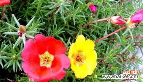 探寻以太阳花的文化、政治和艺术意义 以太阳花的象征意义及价值探析