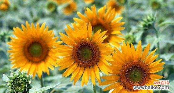 探索以太阳花背后的象征意义及其重要性 以太阳花