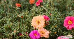 探索以太阳花背后的象征意义及其重要性 以太阳花