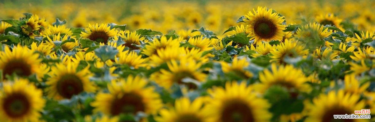 探索以太阳花背后的象征意义及其重要性 以太阳花