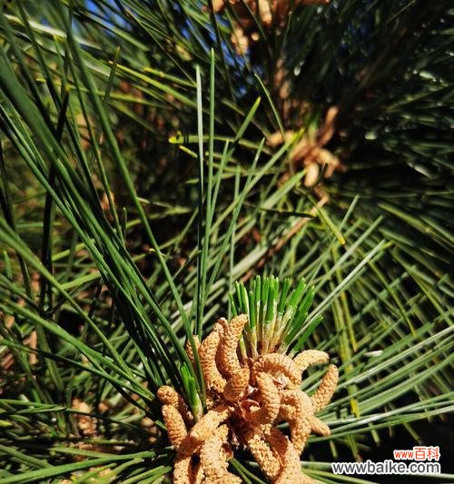 松树开花之美妙转变的含义 松树开花的寓意与意义