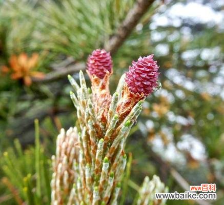 松树开花之美妙转变的含义 松树开花的寓意与意义