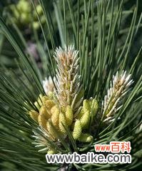 松树开花之美妙转变的含义 松树开花的寓意与意义