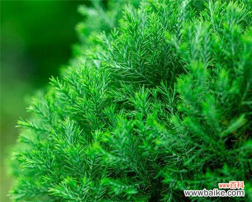 探究松柏在文化中的象征意义与传承 松柏象征着什么意义