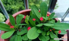 鲜花中的力量 铁海棠花语和寓意