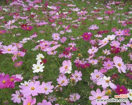 用花朵诉说情感 矮杆波斯菊花语