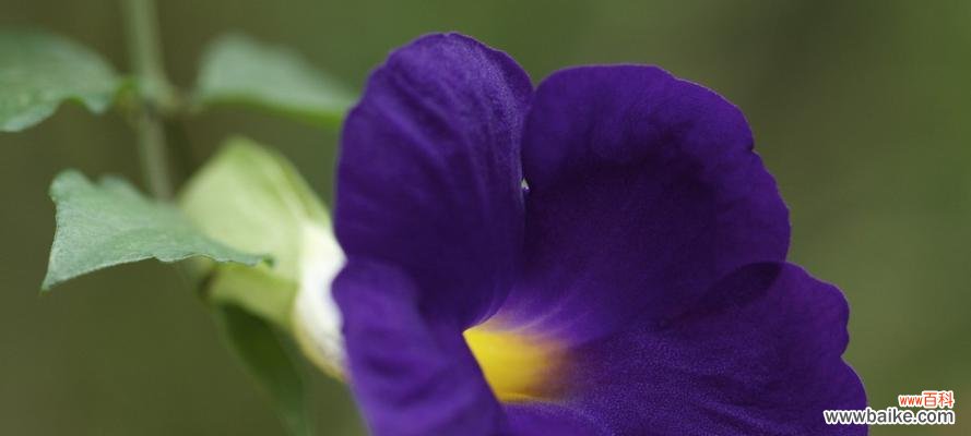 探索矮牵牛花的花语 矮牵牛花