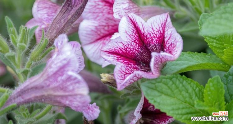 探索矮牵牛花的花语 矮牵牛花