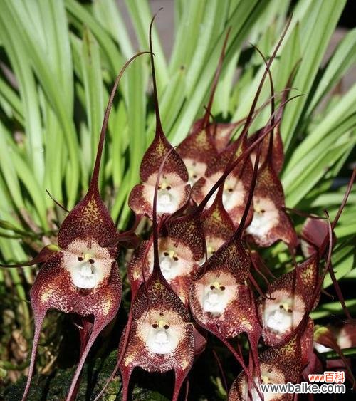 芭蕾舞兰花的美丽谱写出的花语 芭蕾舞兰花