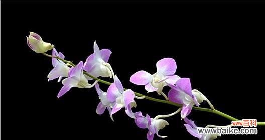 芭蕾舞兰花的美丽谱写出的花语 芭蕾舞兰花